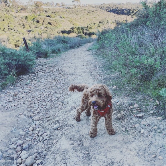 Meet your Posher, David - Picture 7 of 8